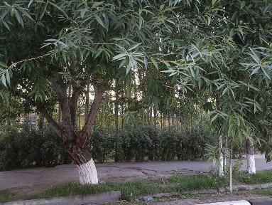 Ферганская область, Янги Маргилан
