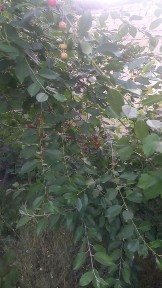 Самаркандская область, Зиадин