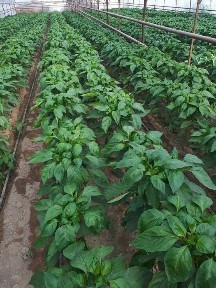 Ташкентская область, Нурафшан (Тойтепа)