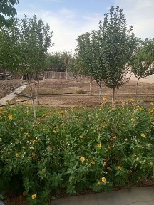 Навоийская область, Зарафшан