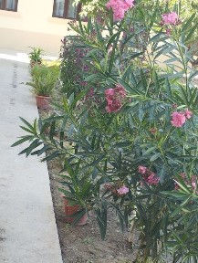 Уй сотилади 3.5 сотих