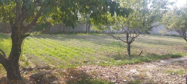 Ташкентская область, Янгибазар