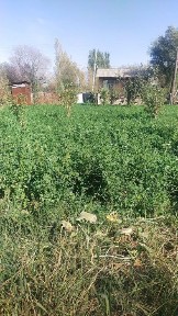 Ташкентская область, Назарбек