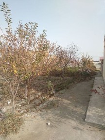 6 sotixli katej sotiladi