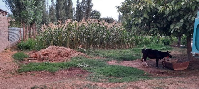 Ташкентская область, Нурафшан (Тойтепа)