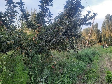 Ташкентская область, Ташморе