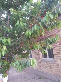 Ташкентская область, Искандар