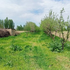 Ташкентская область, Бука