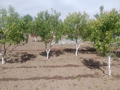 Ташкентская область, Янгибазар