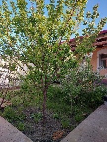 Навоийская область, Кармана