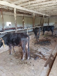 Ташкентская область, Нурафшан (Тойтепа)