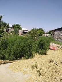 Бухарская область, Каган