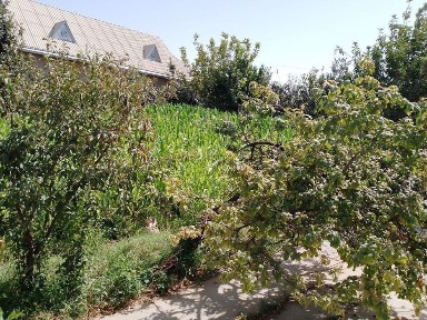 Сурхандарьинская область, Денау