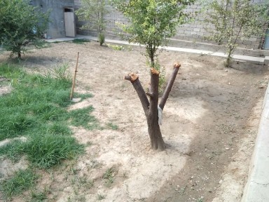 Ташкентская область, Коксарай