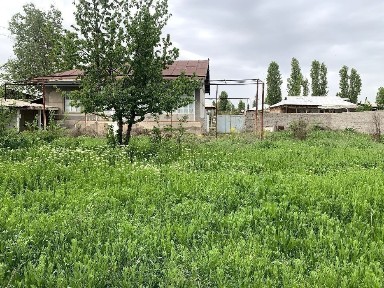 Ташкентская область, Янгибазар