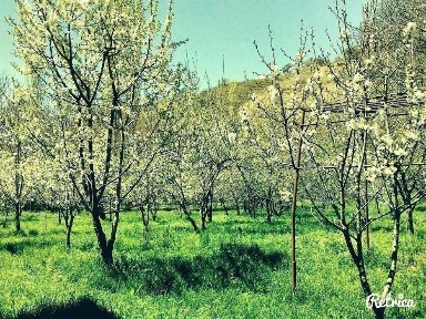 Ташкентская область, Чарвак