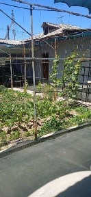 Ташкентская область, Нурафшан (Тойтепа)