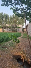 Сурхандарьинская область, Сариасия