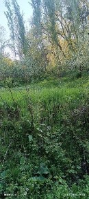 Ташкентская область, Газалкент