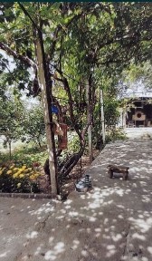 Ташкентская область, Янгибазар