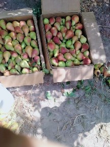 Уй Сатилади 2500кв 25сот. Шоват 19да Достлик Иштимоят Кадирят 113 уй