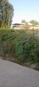 Ташкентская область, Янгибазар