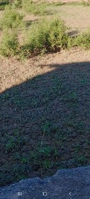 Хорезмская область, Шават