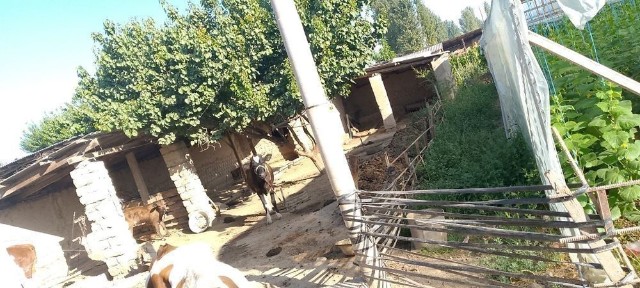 Ташкентская область, Чиназ