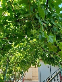 Навоийская область, Зарафшан