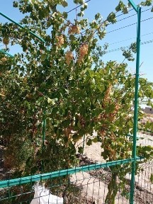 Каракалпакстан, Нукус