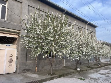 Ташкентская область, Келес