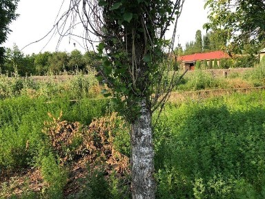 Ташкентская область, Ташкент, Бектемирский район