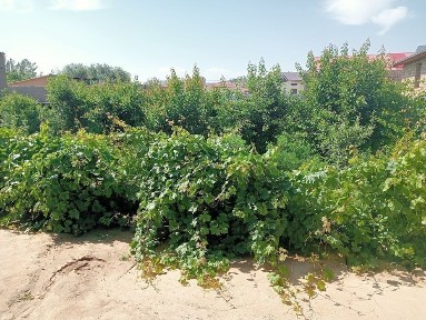 Джизакская область, Зарбдар