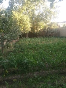 Ташкентская область, Ташкент, Бектемирский район