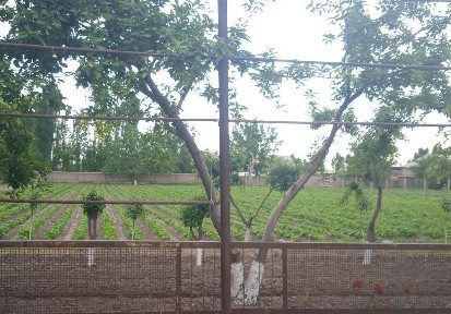 Ташкентская область, Пскент