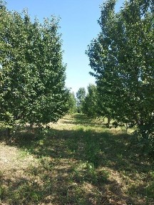 Ферганская область, Язъяван