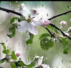 Ташкентская область, Паркент