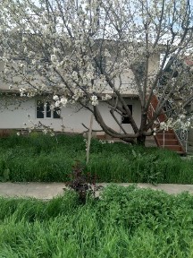 Ташкентская область, Газалкент