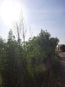 Ташкентская область, Нурафшан (Тойтепа)