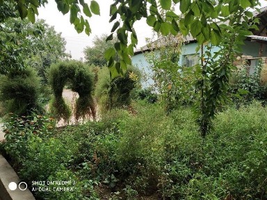 Ташкентская область, Нурафшан (Тойтепа)