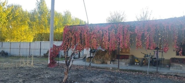 Ташкентская область, Нурафшан (Тойтепа)