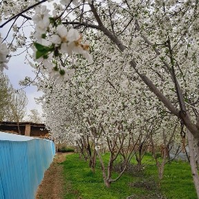 Ташкентская область, Нурафшан (Тойтепа)