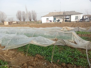 Ташкентская область, Бука