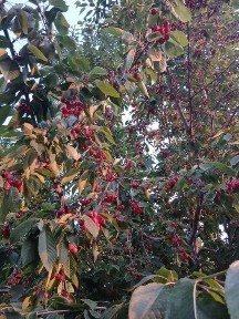 Ташкентская область, Красногорск