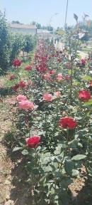 Ташкентская область, Келес