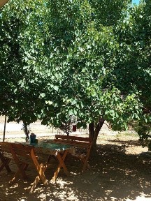 Ташкентская область, Коксарай