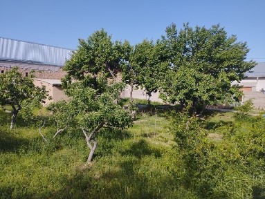 Самаркандская область, Гюлабад