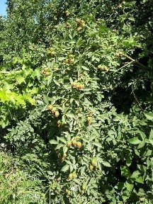 Бухарская область, Бухара