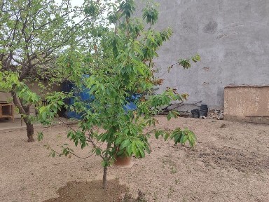 Ташкент, Мирзо-Улугбекский район, проезд беруний 6