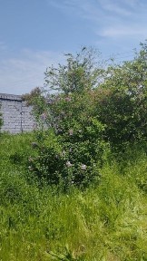 Ташкентская область, Пскент